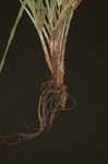 Asian spikesedge